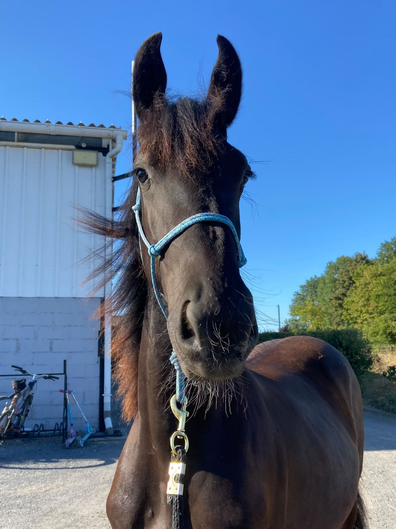 Licol Sencillo – Image 4