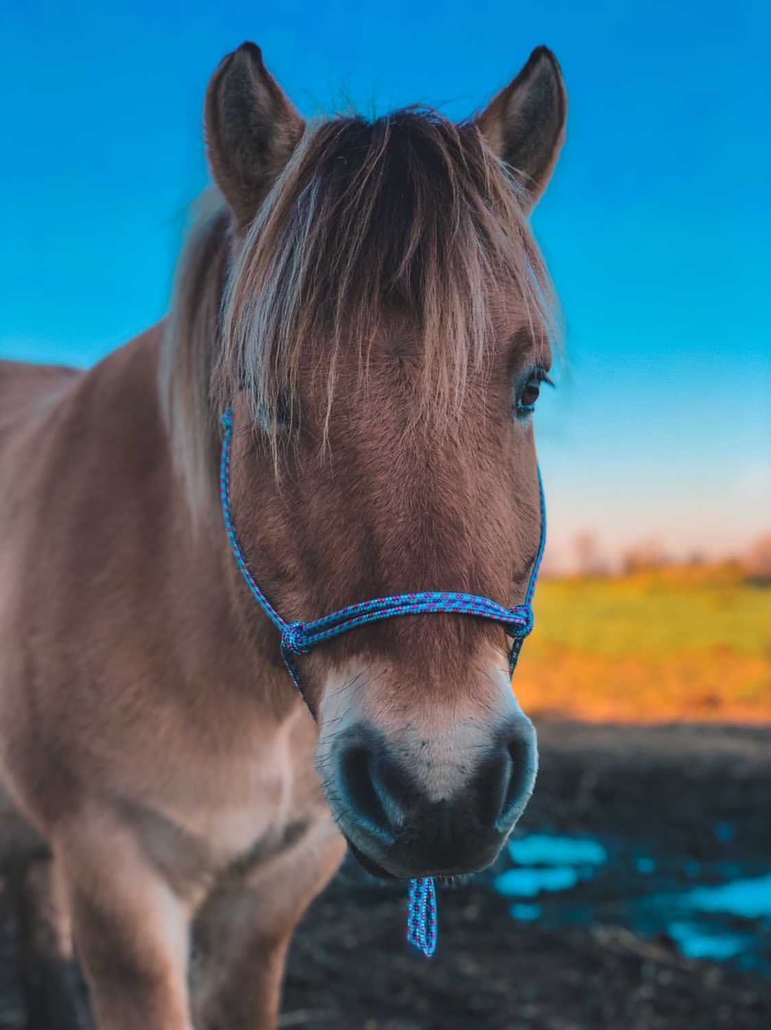 Licol Sencillo – Image 5