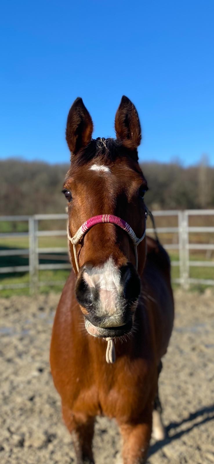 Licol Héméra – Image 3